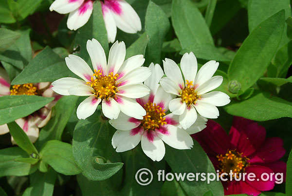 Zahara starlight rose zinnia lalbagh independence day flower show august 2015