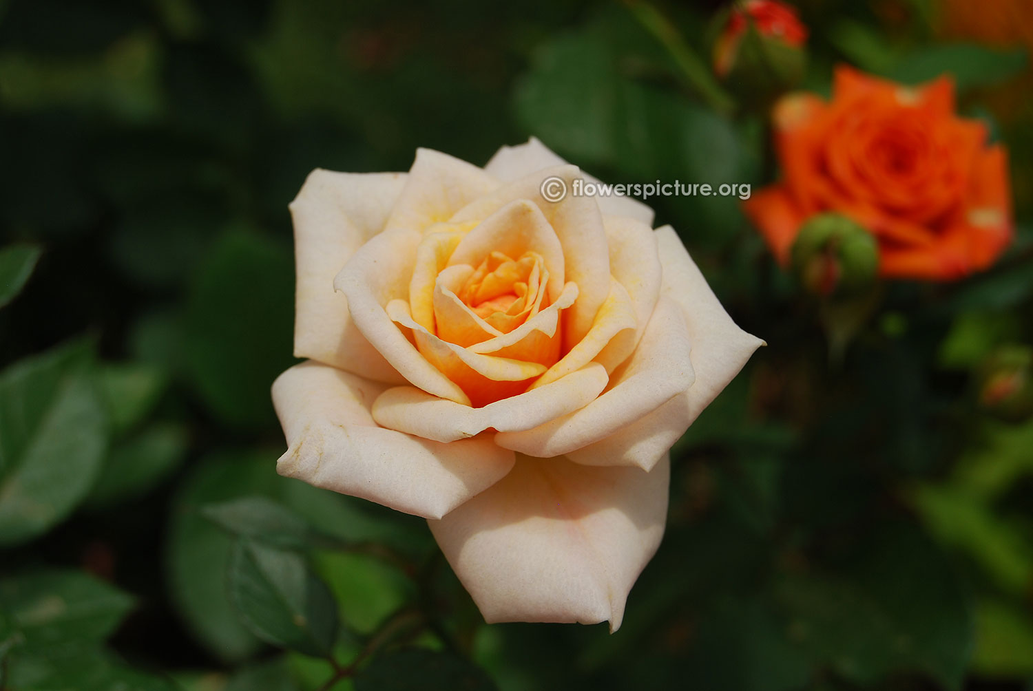 Miniature beige rose | Rose, Flower show, Miniatures