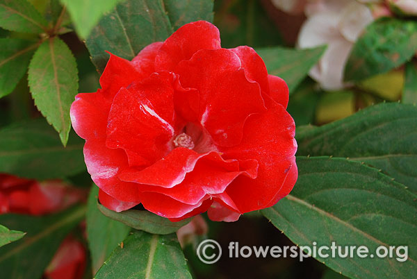 Balsam camellia red