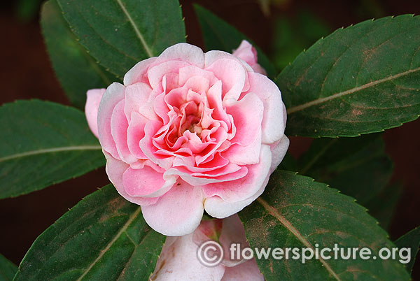 Balsam camellia