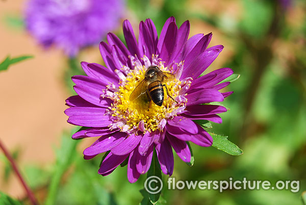China aster flower
