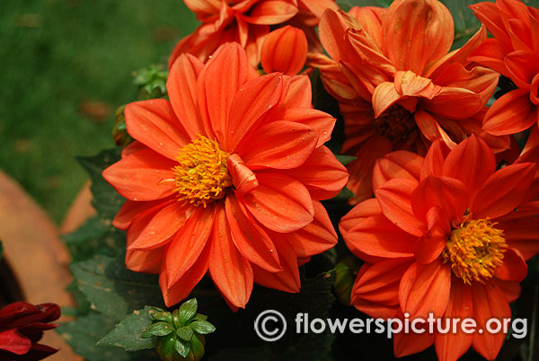 lalbagh-flower-show-august-2016-photos-independence-day-special/thumbnail/dahlia-dwarf-double-orange.