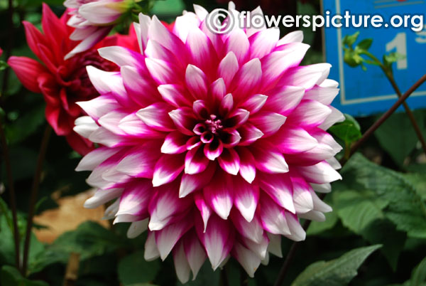 Dahlia mystery day purple and white petals