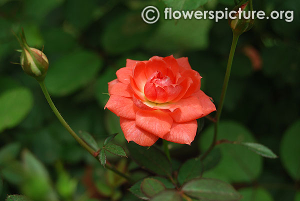 Dwarf polyantha orange rose