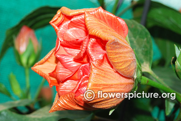 Hibiscus double orange flower bud