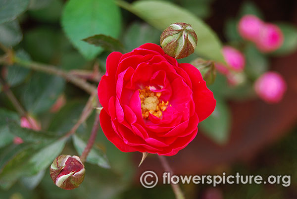 Little buckaroo rose