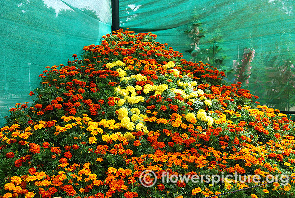 Marigold flower mountain