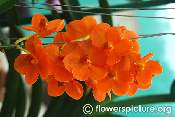 Orange vanda orchids