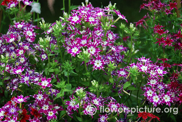 Phlox twinkle star mixed variety