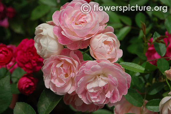 Pink and white dwarf miniature roses