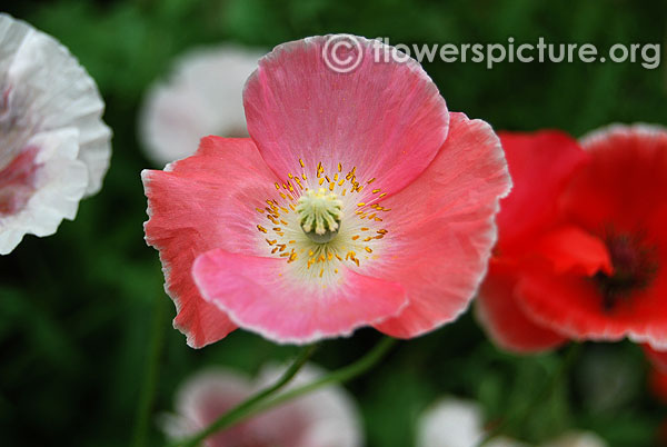 Pink poppy flower