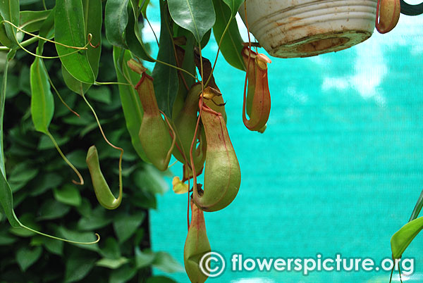Pitcher plant monkey cups nepenthes carnivorous