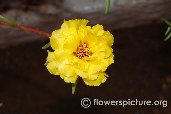 Portulaca grandiflora yellow