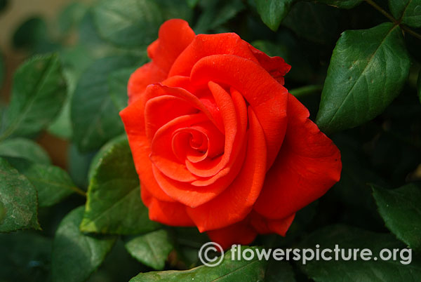 Precious love rose