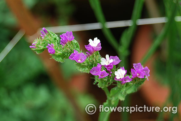 Purple statice flower