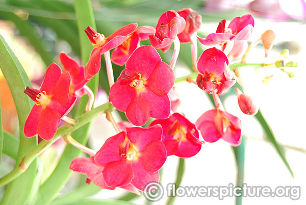 Red vanda orchids