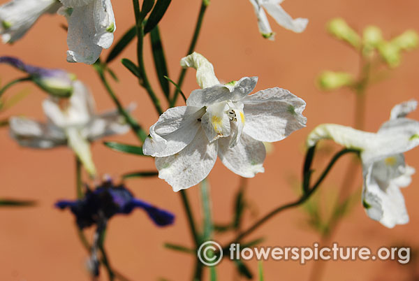 White delphinium flower