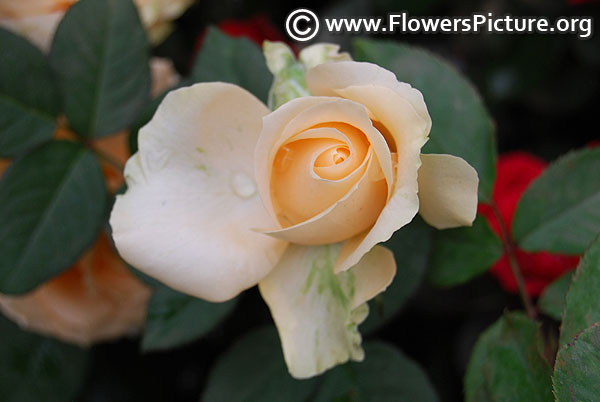Cream rose bud lalbagh 2017