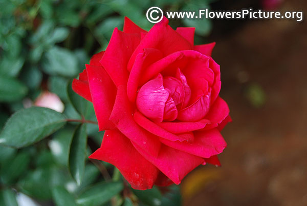 Crimson glory rose