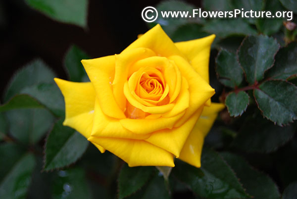 Friendship yellow rose