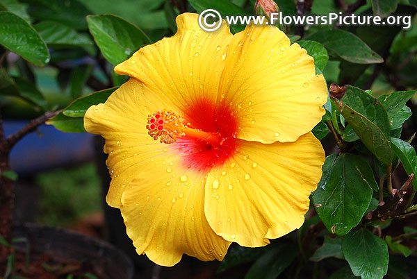 Hawaiian hibiscus yellow and red