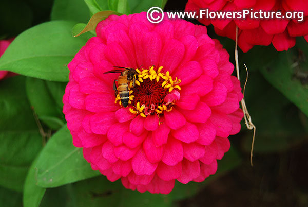 Honey bee on magenta zinnia flower