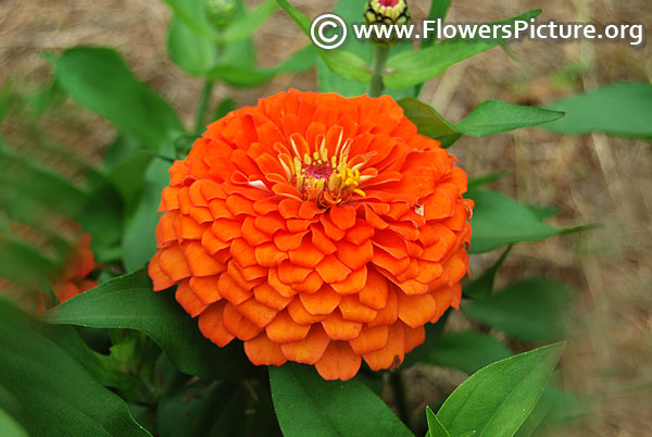 Orange zinnia flower