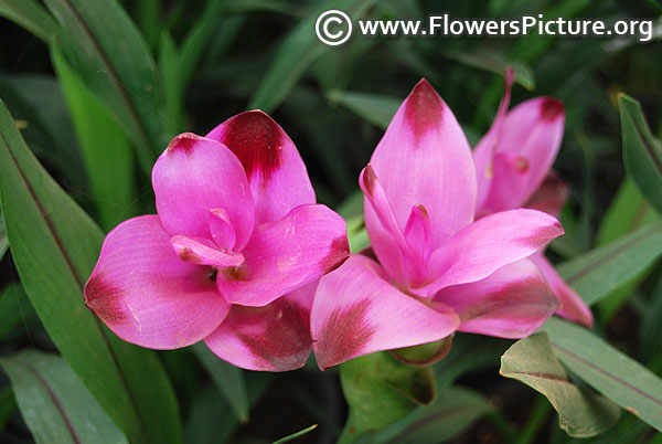 Pink ginger flower