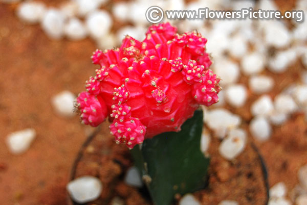 Pink moon cactus gymnocalycium mihanovichii