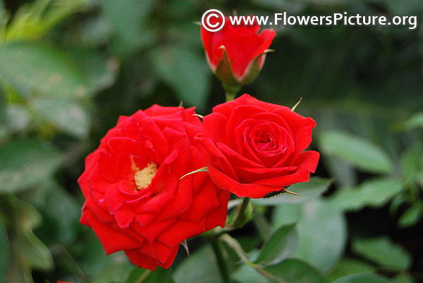 Red miniature rose lalbagh 2017