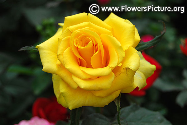 Yellow rose lalbagh 2017