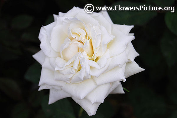 cream white rose