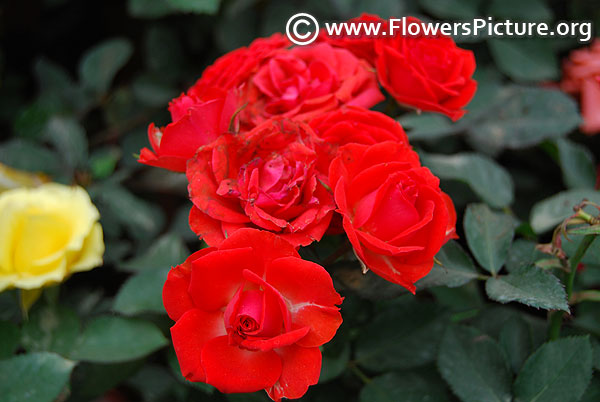 Red miniature clustered rose