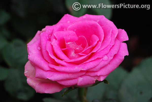 pink patio rose