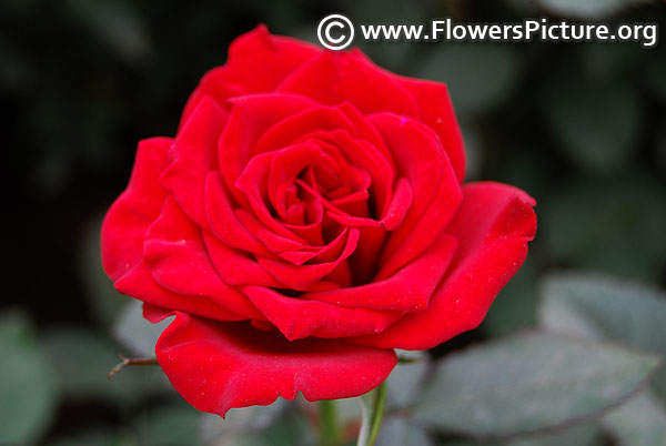 red color miniature rose
