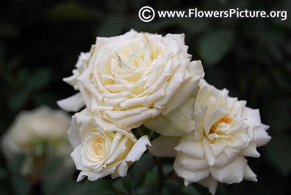 white clustered rose