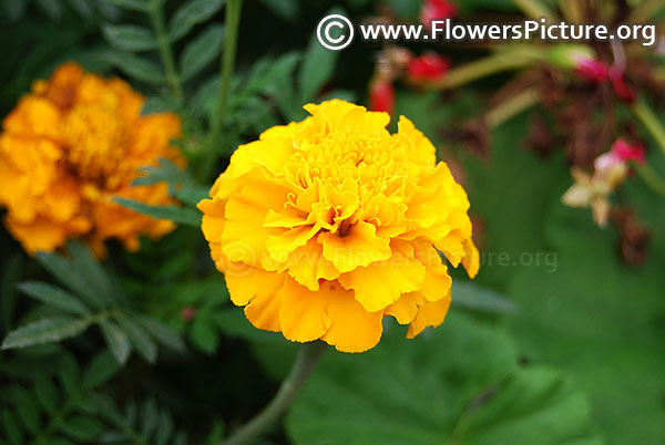 Yellow marigold lalbagh august 2018