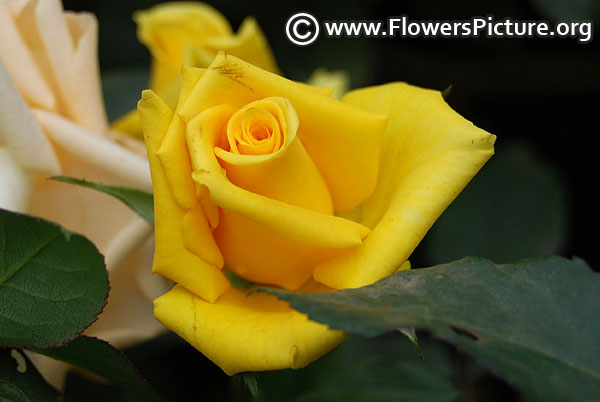 Yellow miniature rose