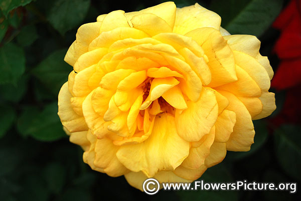 Extra large yellow grandiflora rose