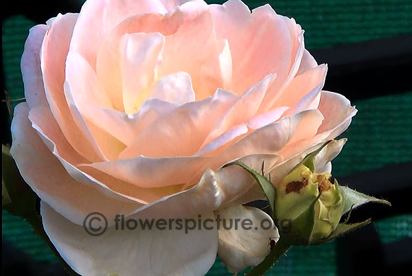 Light pink rose bangalore flower show 2014