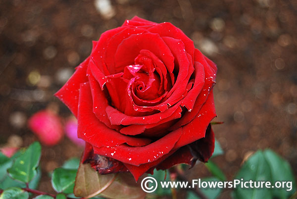 Mister lincoln rose lalbagh flower show 2014