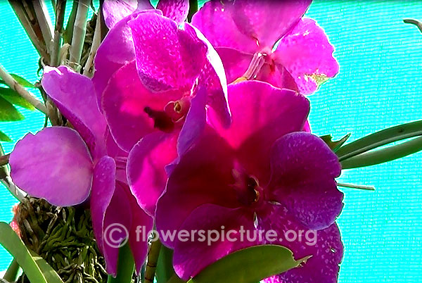 Pink vanda orchids
