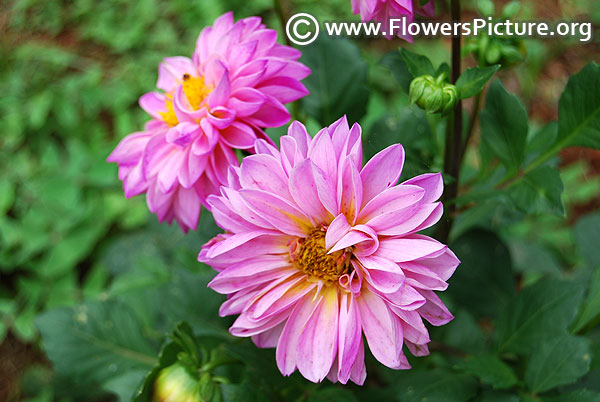 Pink with yellow dahlia
