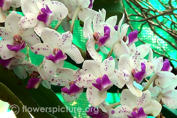 Rhynchostylis gigantea orchid