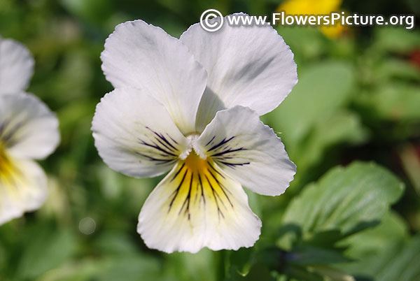 White pansy with face markings