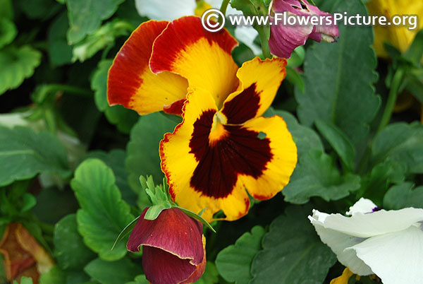 Tricolor pansy