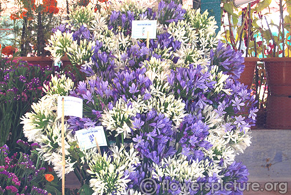 African lily types display