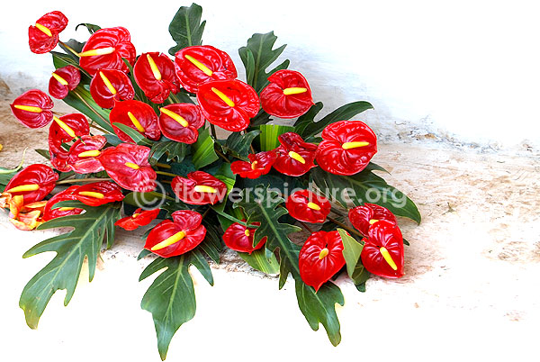 Anthurium bouquets