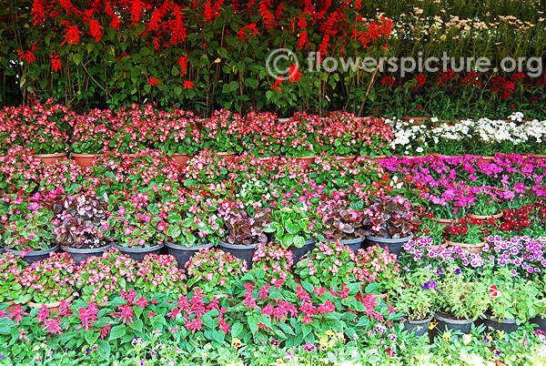 Begonia varieties display