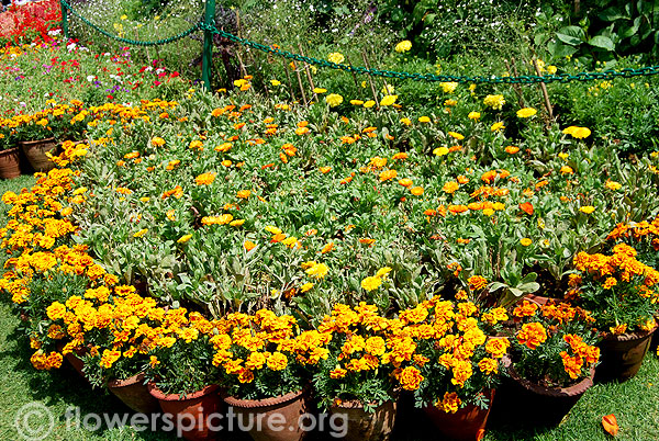 Calendula &French marigold pots display-Ooty flower show 2014